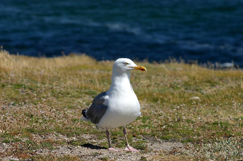 Bretagne (56).JPG